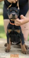 Shade, a male Doberman Pinscher for sale in North Carolina, NC – 4 of 10