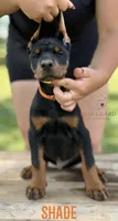 Shade, a male Doberman Pinscher for sale in North Carolina, NC – 2 of 10