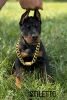 Stiletto, a female Doberman Pinscher for sale in North Carolina, NC – 3 of 10