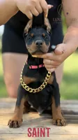 Saint, a male Doberman Pinscher for sale in North Carolina, NC – 1 of 9