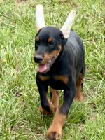 Suri, a female Doberman Pinscher for sale in North Carolina, NC – 10 of 10