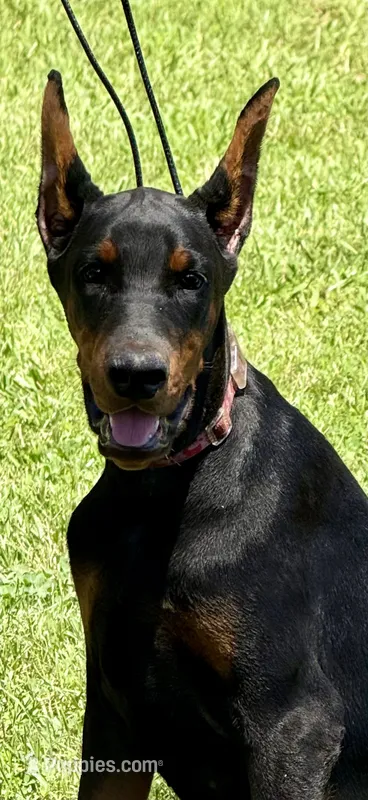 Suri – Doberman Pinscher puppy for sale in North Carolina, NC