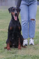Shade, a male Doberman Pinscher for sale in North Carolina, NC – 6 of 10