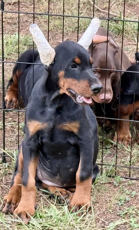 Suri – Doberman Pinscher puppy for sale in North Carolina, NC