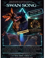 Saint, a male Doberman Pinscher for sale in North Carolina, NC – 9 of 9