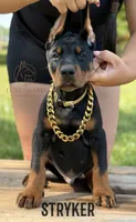 Stryker, a male Doberman Pinscher for sale in North Carolina, NC – 1 of 10