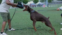 Stryker, a male Doberman Pinscher for sale in North Carolina, NC – 7 of 10