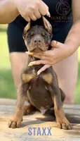 Staxx, a male Doberman Pinscher for sale in North Carolina, NC – 3 of 10