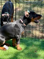 Suri, a female Doberman Pinscher for sale in North Carolina, NC – 4 of 10