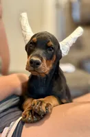 Suri, a female Doberman Pinscher for sale in North Carolina, NC – 8 of 10