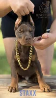 Staxx, a male Doberman Pinscher for sale in North Carolina, NC – 6 of 10