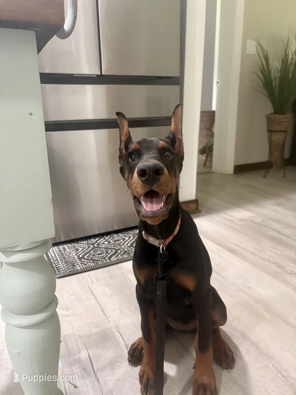 Suri – Doberman Pinscher puppy for sale in North Carolina, NC
