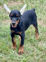 Suri, a female Doberman Pinscher for sale in North Carolina, NC – 9 of 10