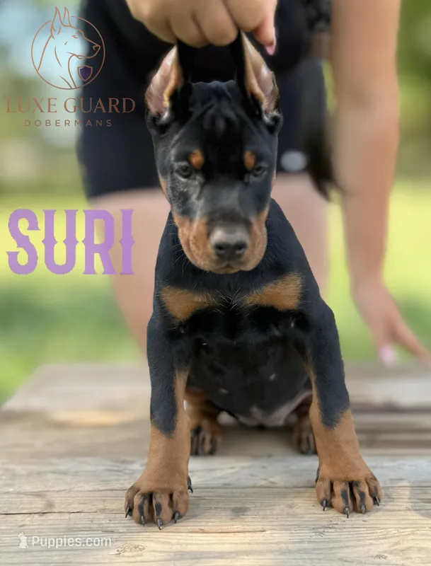 Suri – Doberman Pinscher puppy for sale in North Carolina, NC