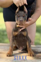 Staxx, a male Doberman Pinscher for sale in North Carolina, NC – 7 of 10