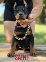 Saint, a male Doberman Pinscher for sale in North Carolina, NC – 4 of 9
