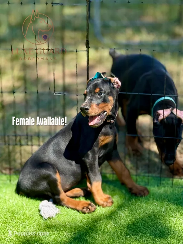 Suri – Doberman Pinscher puppy for sale in North Carolina, NC