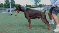 Stiletto, a female Doberman Pinscher for sale in North Carolina, NC – 9 of 10