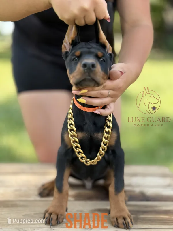 Shade – Doberman Pinscher puppy for sale in North Carolina, NC