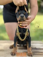 Shade, a male Doberman Pinscher for sale in North Carolina, NC – 1 of 10