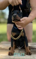 Styles, a male Doberman Pinscher for sale in North Carolina, NC – 3 of 9