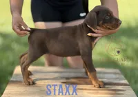 Staxx, a male Doberman Pinscher for sale in North Carolina, NC – 4 of 10
