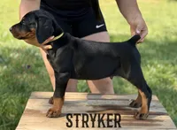 Stryker, a male Doberman Pinscher for sale in North Carolina, NC – 5 of 10