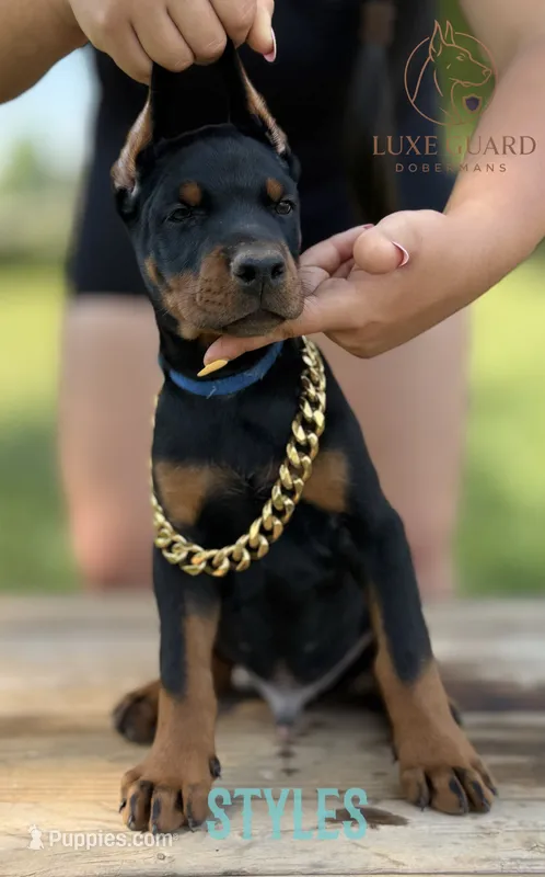 Styles – Doberman Pinscher puppy for sale in North Carolina, NC