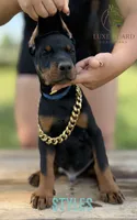 Styles, a male Doberman Pinscher for sale in North Carolina, NC – 1 of 9