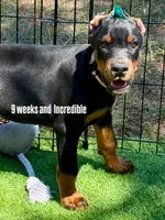 Suri, a female Doberman Pinscher for sale in North Carolina, NC – 3 of 10