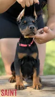 Saint, a male Doberman Pinscher for sale in North Carolina, NC – 3 of 9