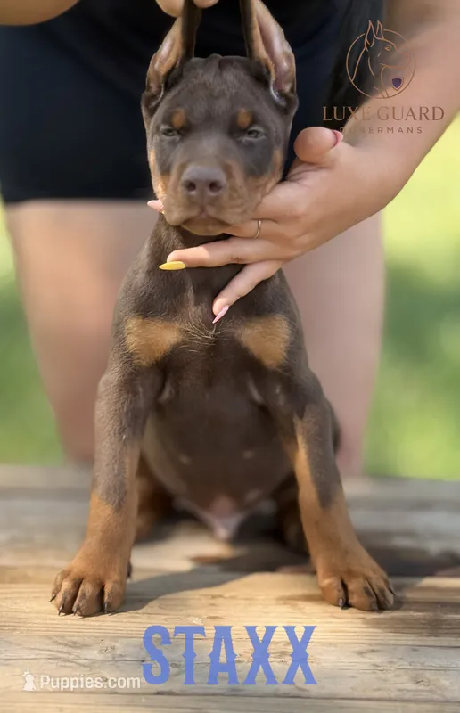 Staxx – Doberman Pinscher puppy for sale in North Carolina, NC