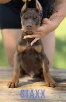 Staxx, a male Doberman Pinscher for sale in North Carolina, NC – 1 of 10