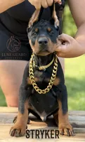 Stryker, a male Doberman Pinscher for sale in North Carolina, NC – 3 of 10