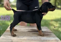 Suri, a female Doberman Pinscher for sale in North Carolina, NC – 3 of 9