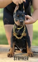 Stryker, a male Doberman Pinscher for sale in North Carolina, NC – 4 of 10