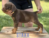 Staxx, a male Doberman Pinscher for sale in North Carolina, NC – 9 of 10