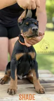 Shade, a male Doberman Pinscher for sale in North Carolina, NC – 3 of 10