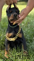 Stiletto, a female Doberman Pinscher for sale in North Carolina, NC – 2 of 10