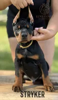 Stryker, a male Doberman Pinscher for sale in North Carolina, NC – 2 of 10