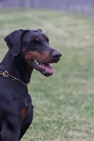 Styles, a male Doberman Pinscher for sale in North Carolina, NC – 8 of 9
