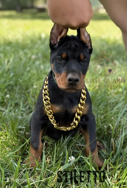 Stiletto – Doberman Pinscher puppy for sale in North Carolina, NC