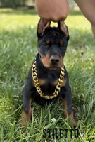 Stiletto, a female Doberman Pinscher for sale in North Carolina, NC – 1 of 10