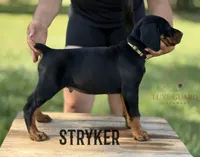 Stryker, a male Doberman Pinscher for sale in North Carolina, NC – 8 of 10