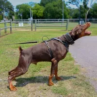 Styles, a male Doberman Pinscher for sale in North Carolina, NC – 7 of 9