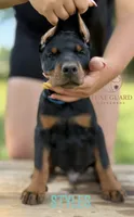 Styles, a male Doberman Pinscher for sale in North Carolina, NC – 4 of 9