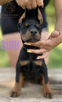 Suri, a female Doberman Pinscher for sale in North Carolina, NC – 2 of 9