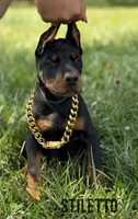 Stiletto, a female Doberman Pinscher for sale in North Carolina, NC – 4 of 10