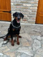 Styles, a male Doberman Pinscher for sale in North Carolina, NC – 5 of 9