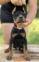 Shade, a male Doberman Pinscher for sale in North Carolina, NC – 7 of 10